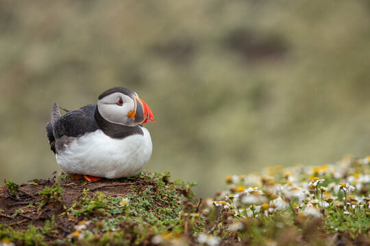 Atlantic puffin sitting in a field of grass and flowers with green blurred background