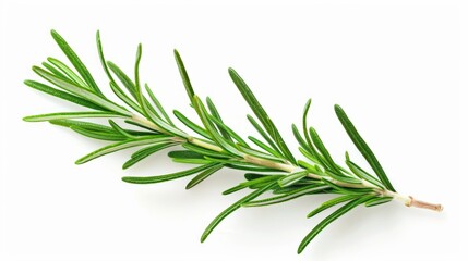 Fototapeta premium Fresh rosemary sprig on a clean white background, suitable for use in food or herbal themed images