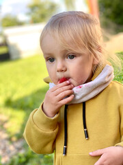 Close-up portrait of little blonde baby girl in a sweatshirt and snood is eating raspberry in green garden outdoors. Cool summer. The benefits of berries for children.