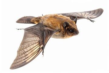 Obraz premium A close-up shot of a brown bat in mid-air, its wings spread wide