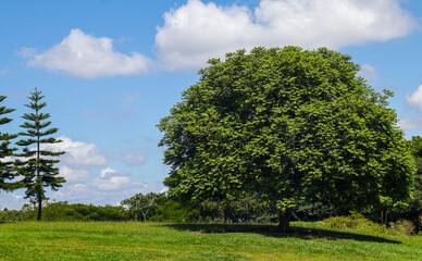 tree in the field