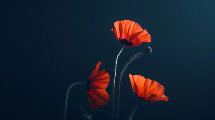 Red poppies on dark blue background, minimalist style,  evoking  fragility and beauty, perfect for spring or remembrance day. 
