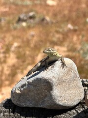 Desert lizard 