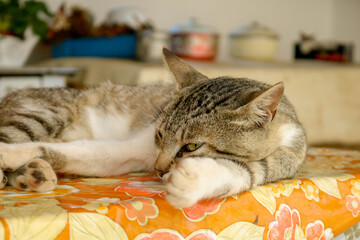 Gato cinzento descansando na mesa da cozinha.