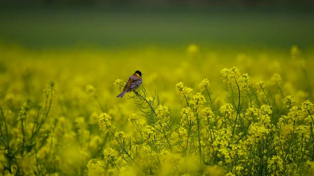 A captivating close-up of a tiny Blackhead Bunting perched on a vibrant yellow flower, singing its sweet song.  Filmed in stunning 4K with beautiful depth of field and sharp focus.