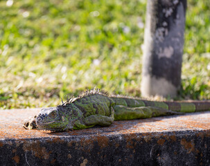 iguana
