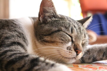 Gato cinzento a dormir