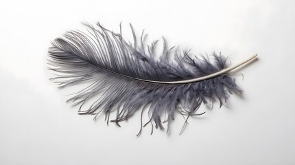 Obraz premium Top view of close-up a gray feather on white background with space for text