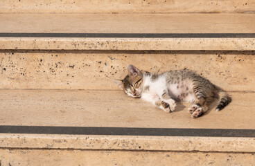 Tabby kitten sleeps on a hot day on the steps of a yellow marble staircase, the cat basks in the...
