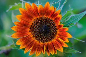 Obraz premium Sunflower up close shot with macro photography