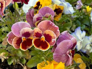 Fototapete bei efototapeten.de bestellen   