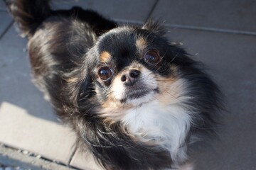 close up of a chihuahua