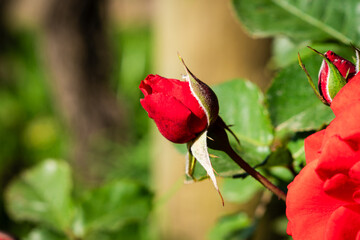 red rose bud