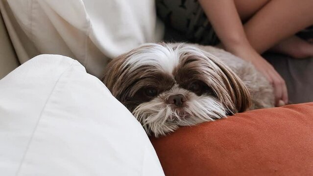 Shih Tzu dog lying on the sofa facing the camera and blinking its eyes_2.