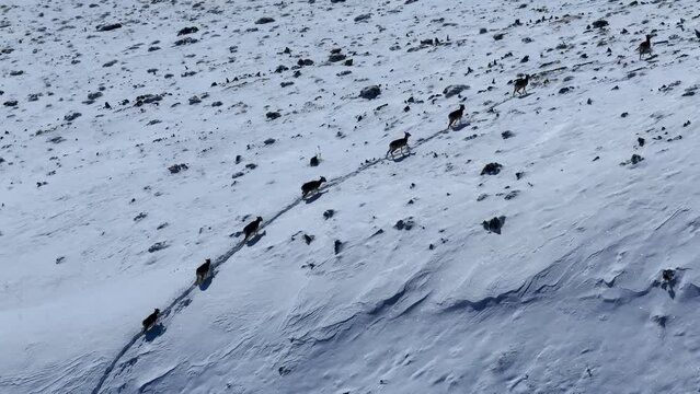 Witness the raw power and resilience of urials as they navigate a thick blanket of snow, their hooves carving paths through the icy terrain. This dynamic footage, perfect for nature documentaries