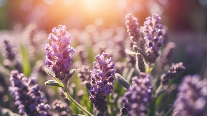 Close-up of lavender plants and sunlight