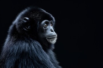 Fototapeta premium the beside view Black Crested Gibbon, left side view, isolated on black background