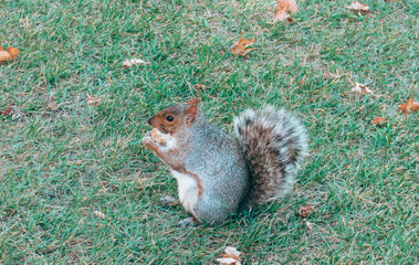 Close-up of a Squirrel eating on a grass