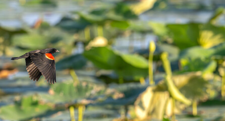 Red-winged blackbird flying low over a lake covered in lily pads.