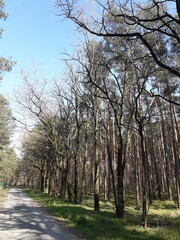 Obraz premium forest in Müggelheim, Berlin