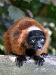 Red Vari (Varecia rubra) on the tree