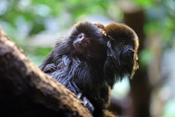 Goeldi's marmoset (Callimico goeldii) close up view