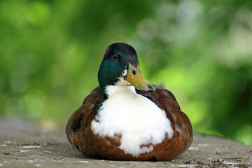 portrait of a mallard (Anas platyrhynchos) in natural habitat