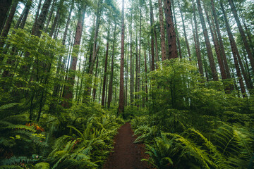 
Located on the Olympic Peninsula, the moss-covered Hoh rainforest is one of the largest temperate...