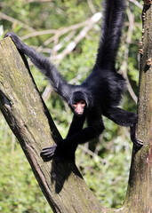 The red-faced spider monkey (Ateles paniscus) also known as the Guiana spider monkey or red-faced black spider monkey