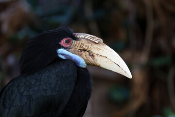 Close up view of wreathed hornbill (Rhyticeros undulatus).