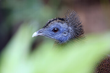 Argusianus argus bird on blurred background