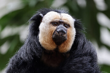 The white-faced saki (Pithecia pithecia), called the Guianan saki and the golden-faced saki