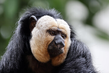 The white-faced saki (Pithecia pithecia), called the Guianan saki and the golden-faced saki