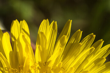 Fototapeta premium petals of dandelion
