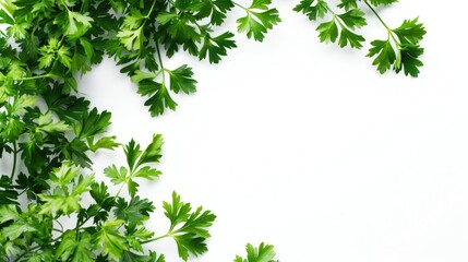 Obraz premium Organic parsley herb against white background close up with space for text