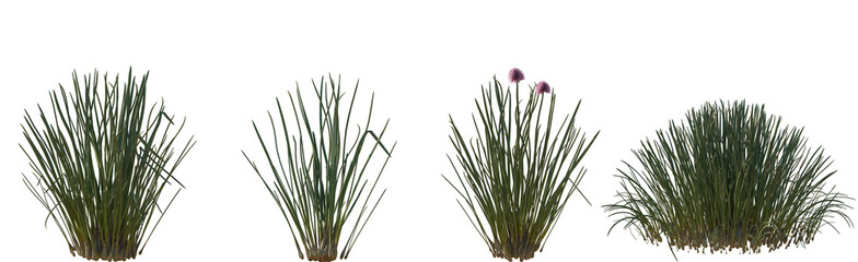 Set of Allium schoenoprasum (Chives) frontal isolated png on a transparent background perfectly cutout high resolution © Viktoria