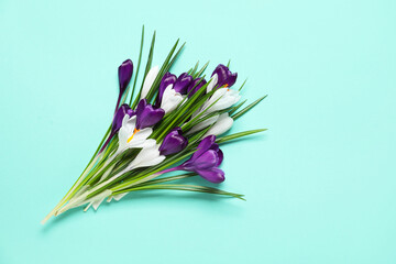 Beautiful crocus flowers on turquoise background