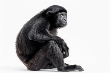 Fototapeta premium the beside view of a Southern Hoolock Gibbon, left side view, isolated on white background