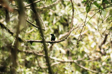 Hummingbird Perched in Buenaventura Tropical Reserve