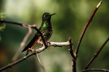 Ecuadorian Emerald Hummingbird Perched in Buenaventura