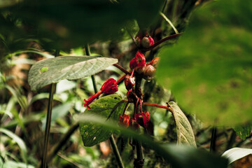 Scarlet Blooms in Ecuadorian Rainforest