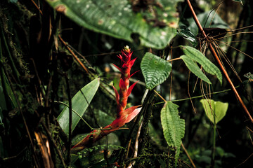 Vibrant Red Bromeliad in Ecuadorian Rainforest