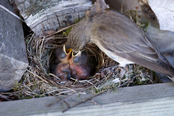 Spotted flycatcher feeding her two hungry hatchlings in the nest box.