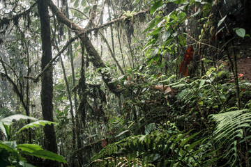 Dense Tropical Canopy in Buenaventura Reserve Ecuador