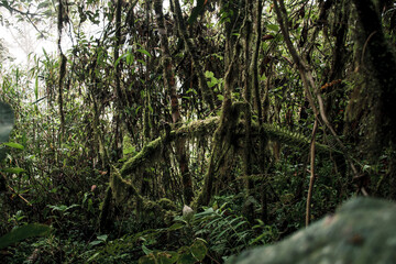 Moss-Covered Trees in Buenaventura Reserve Ecuador