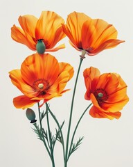 Obraz premium Delicate Orange Poppies in Full Bloom