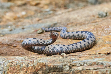 Nose-Horned Viper male striking (Vipera ammodytes)
