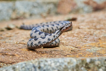 Nose-Horned Viper male in natural habitat (Vipera ammodytes)