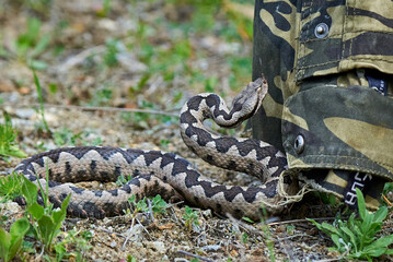 Nose-Horned Viper male striking (Vipera ammodytes)