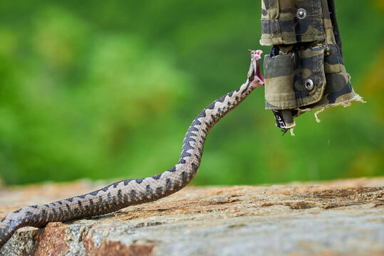 Nose-Horned Viper male striking (Vipera ammodytes)